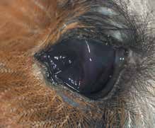 Посттравматический фтизис глазного яблока у совы