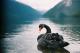 Птичий грипп может уничтожить австралийских черных лебедей