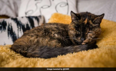 27-летняя Флосси стала старейшей из ныне живущих кошек в мире