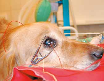Применение вспышечной электроретинографии в ветеринарной офтальмологии/The use of flash electroretinography in veterinary medicine