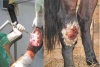 Криохирургия как метод лечения саркоида у лошадей