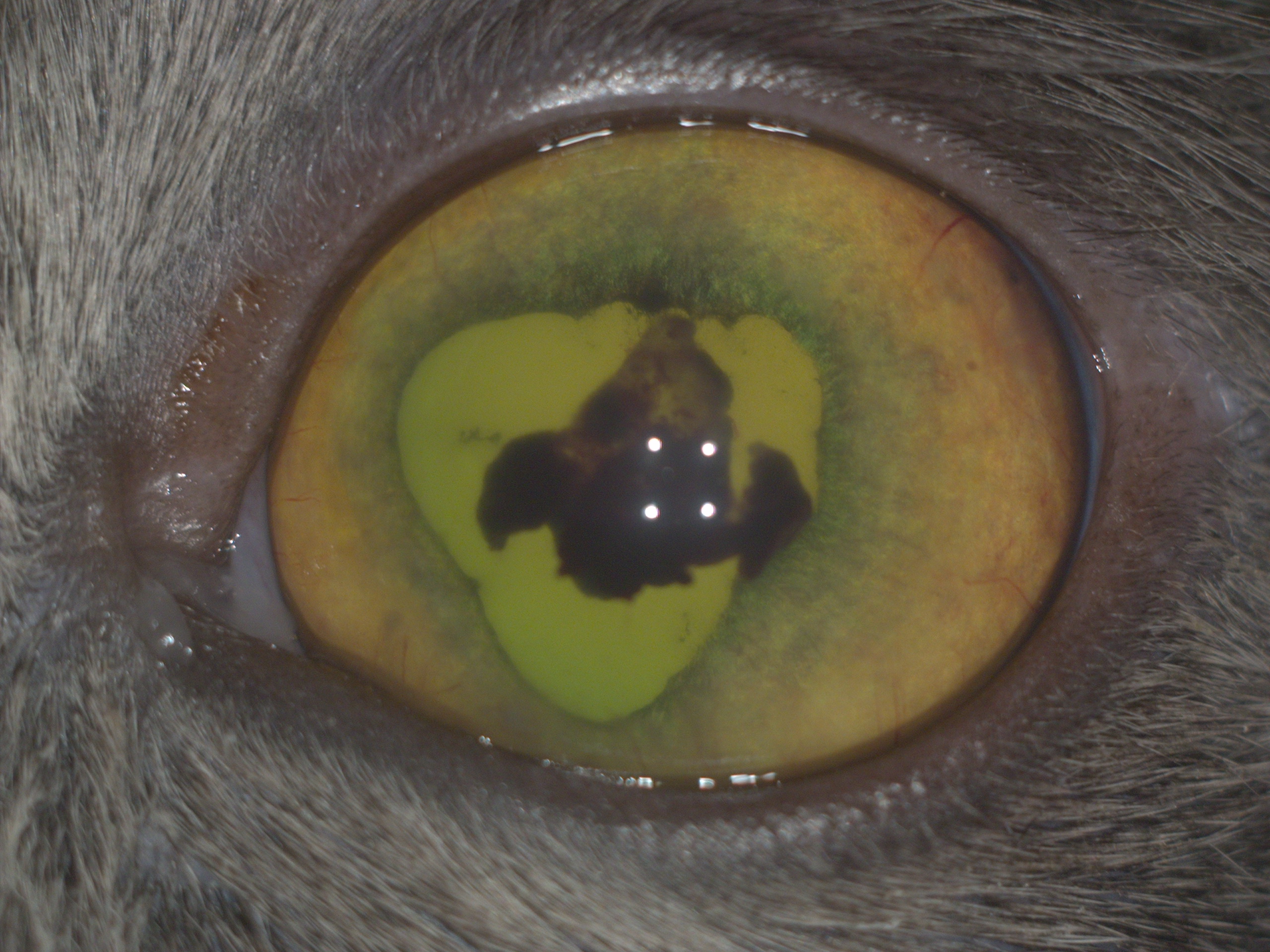 Рис.18 Кот с Рис.17 на 2 день лечения(улучшения со стороны переднего отрезка,лучшая визуализация глазного дна;на ПГ видны складки сетчатки,соответствующие дегенеративным изменениям).