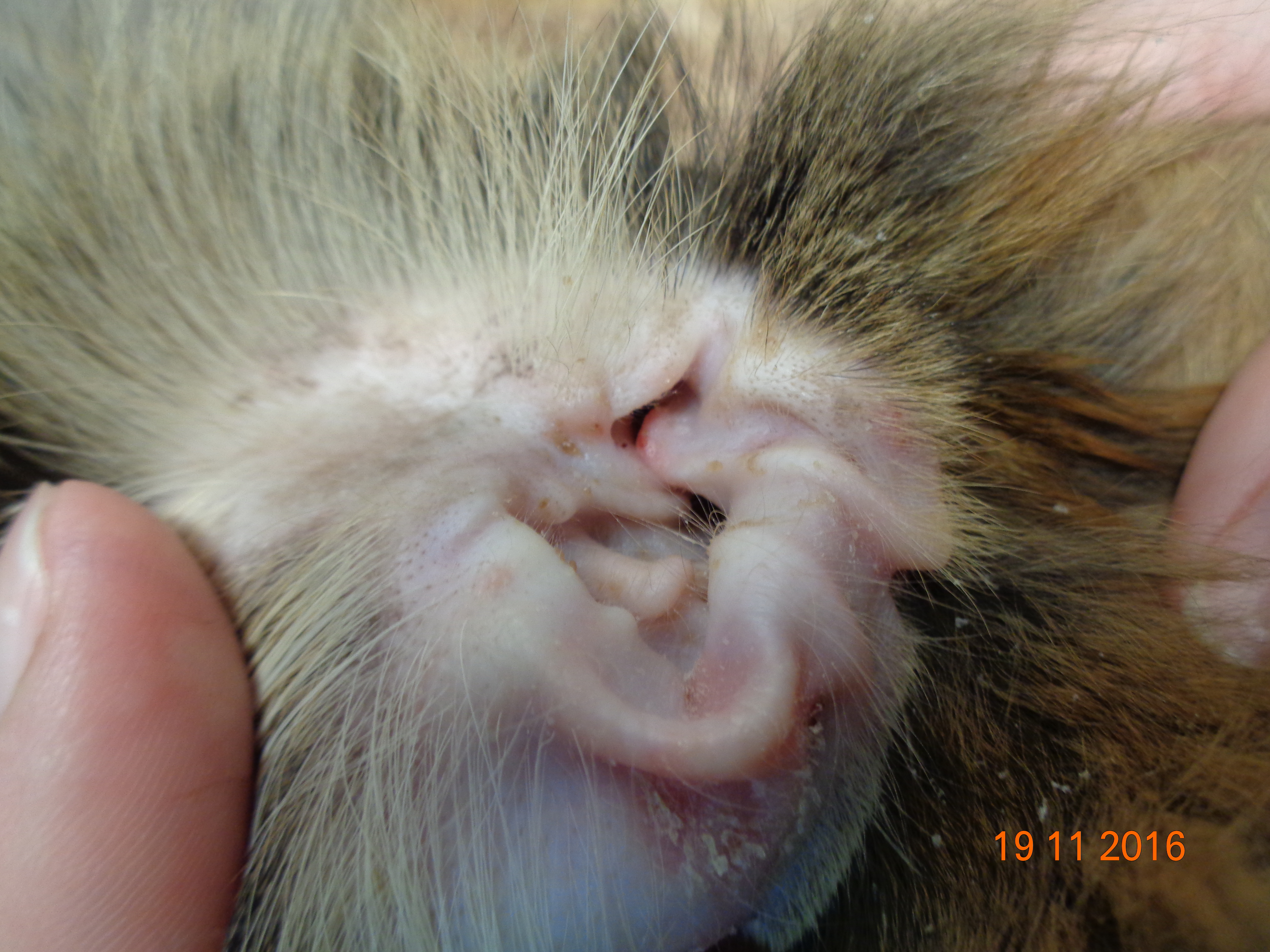 Фото 3. Эритематозные макулы и желтоватые корочки с внутренней стороны ушной раковины у кошки с листовидной пузырчаткой