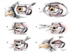 Удаление глазного яблока птицам /Eyeball removal for birds