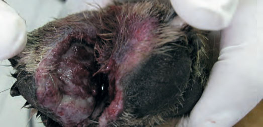 Пациент - собака породы немецкая овчарка, возраст 2 года. Скальпированная застарелая рана в межпальцевой области с тенденцией к нагноению