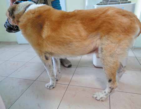 Собака спустя 3 недели лечения – участки алопеции и гиперпигментации