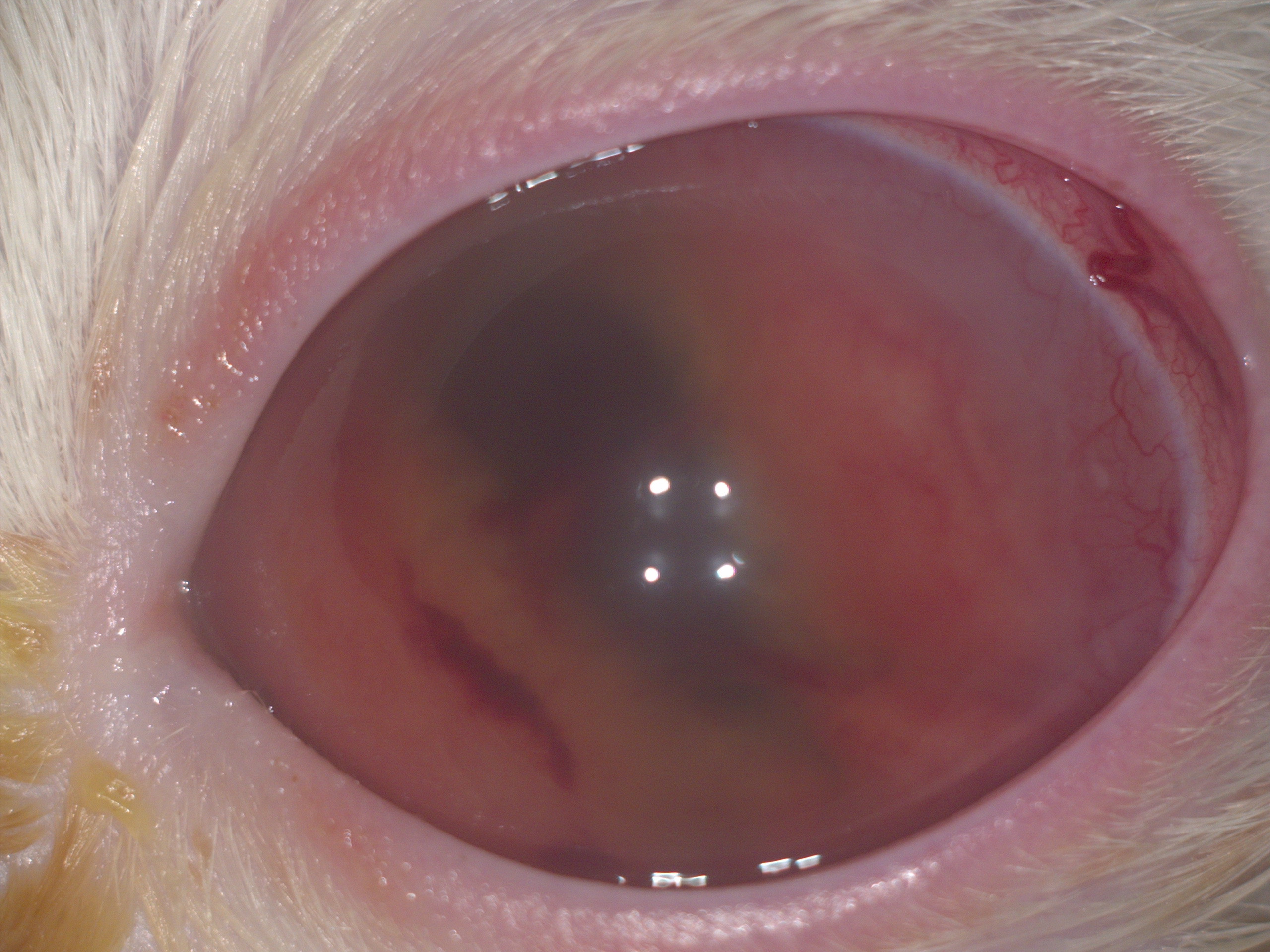 Лимфома у кошки с FeLV: А,Б-Терминальная глаукома с буфтальмом левого глаза