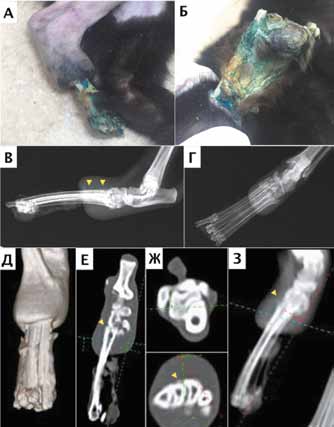 А, Б – внешний вид дистального сегмента тазовой конечности кота подвергшейся холодовой травме с дальнейшим развитием сухого некроза; В, Г – рентгенограмма тазовой конечности. Визуализируются признаки периостальной реакции (остеомиелит) в области проксимал