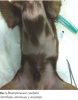 Диагностика симметричной билатеральной невоспалительной алопеции у собак / Diagnosis symmetrical bilateral noninflammatory alopecia in dogs
