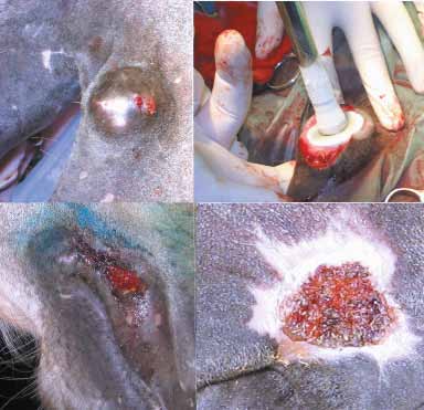 Этапы криохирургического лечения узлового саркоида на губе лошади: перед операцией, во время операции, 3-й день после операции, 3 недели после операции